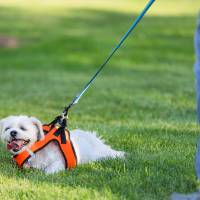 Dog on a leash laying in the grass on Kirkhof Lawn.